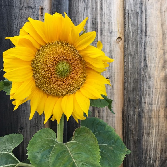 Meet your Posher, Jam - Picture 1 of 1